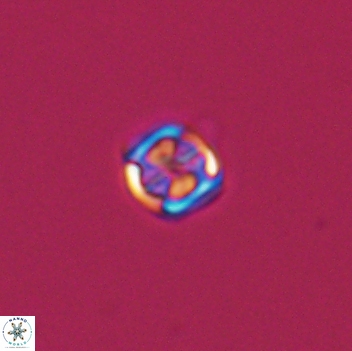 Corollithion kennedyi 8138