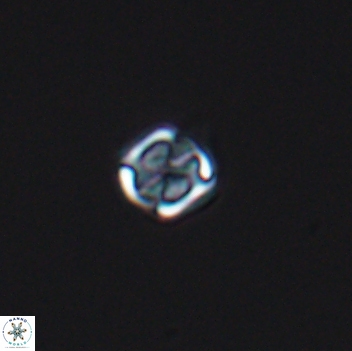 Corollithion kennedyi 8139