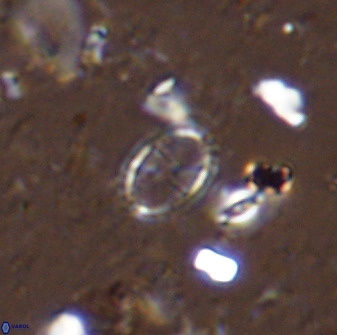 Corollithion msakyae 36147