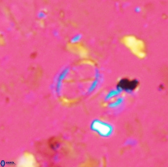 Corollithion msakyae 36148