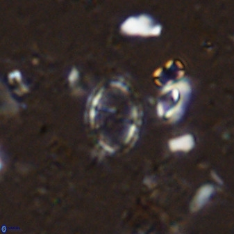 Corollithion msakyae 36151