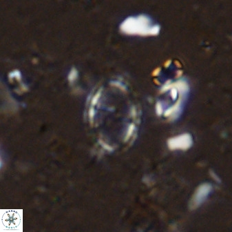 Corollithion msakyae 36151