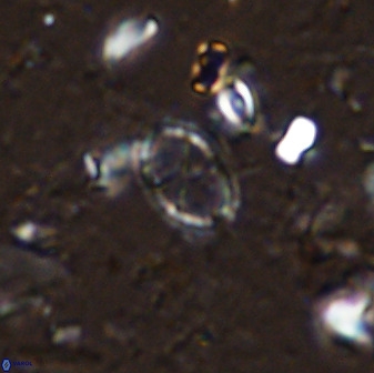 Corollithion msakyae 36153