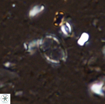 Corollithion msakyae 36153