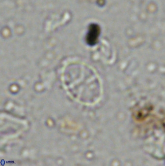 Corollithion msakyae 36155