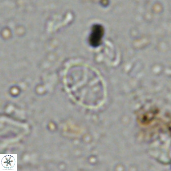 Corollithion msakyae 36155