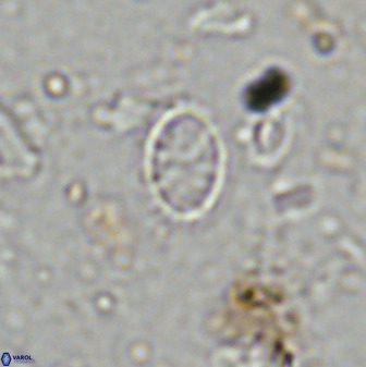 Corollithion msakyae 36156