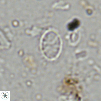 Corollithion msakyae 36156