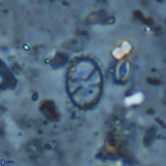 Corollithion msakyae 36157