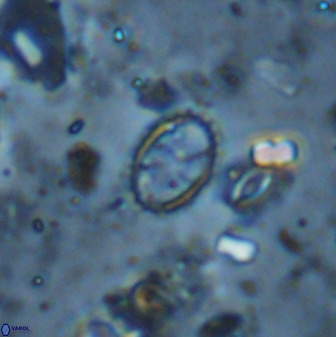 Corollithion msakyae 36158