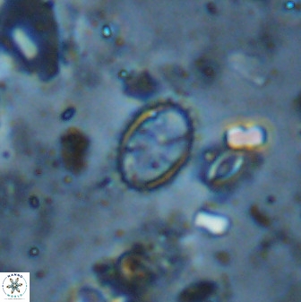 Corollithion msakyae 36158