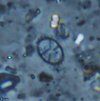 Corollithion msakyae 36159