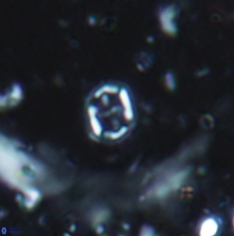 Corollithion signum 1212