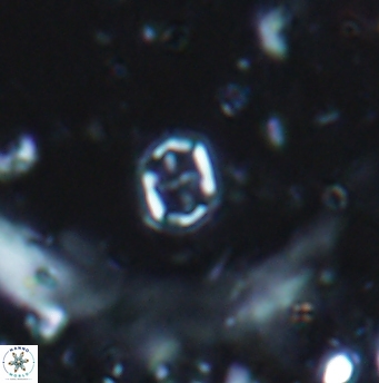 Corollithion signum 1212