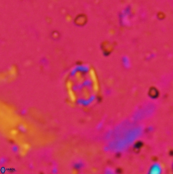 Corollithion signum 1213