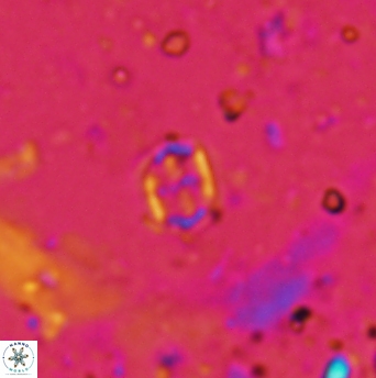 Corollithion signum 1213