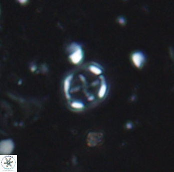 Corollithion signum 971