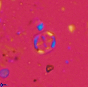 Corollithion signum 972