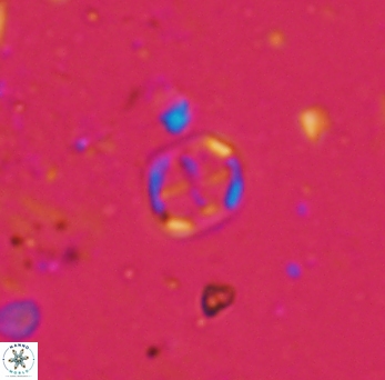Corollithion signum 972