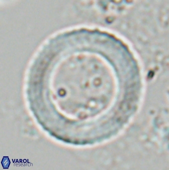 Coronocyclus nitescens latus 27766