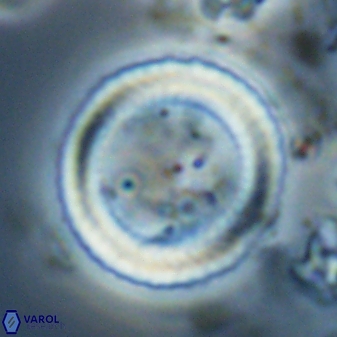Coronocyclus nitescens latus 27767