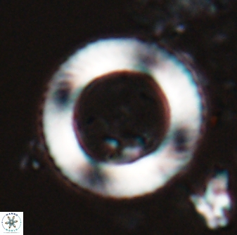 Coronocyclus nitescens latus 27763