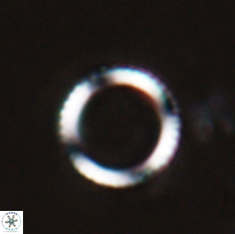 Coronocyclus nitescens 27710
