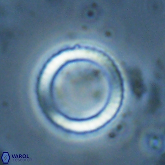 Coronocyclus nitescens 27713