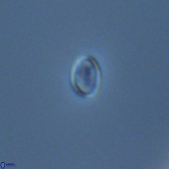 Coronosphaera mediterranea VR 04676