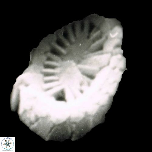 Coronosphaera monechiae 1263 16
