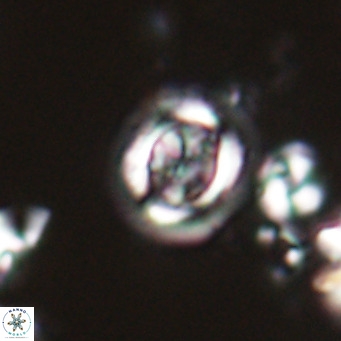 Clausicoccus cribellus VR 24196