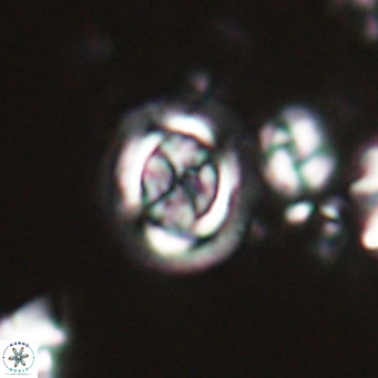 Clausicoccus cribellus VR 24193