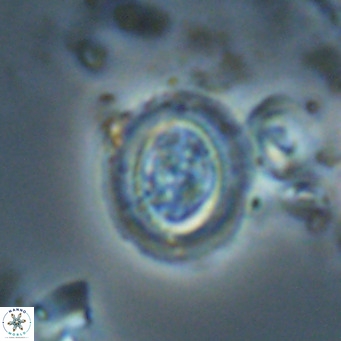 Clausicoccus cribellus VR 24204
