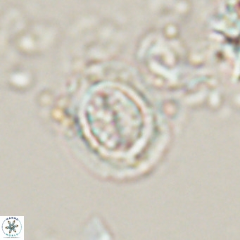 Clausicoccus cribellus VR 24200