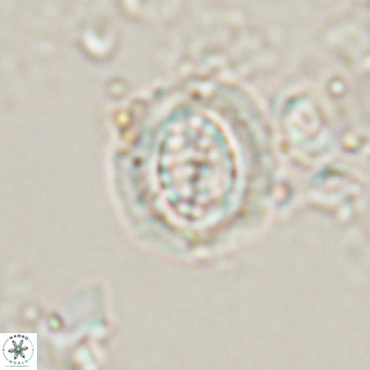 Clausicoccus cribellus VR 24201