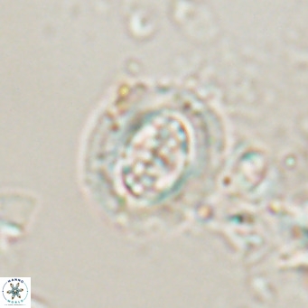 Clausicoccus cribellus VR 24202