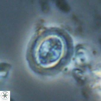 Clausicoccus cribellus VR 24203