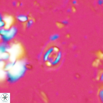 Clausicoccus fenestratus 27810