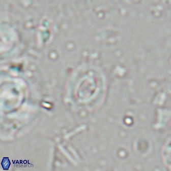 Clausicoccus fenestratus 27811