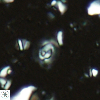 Clausicoccus obrutus VR 02692