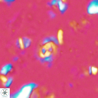 Clausicoccus obrutus VR 02693
