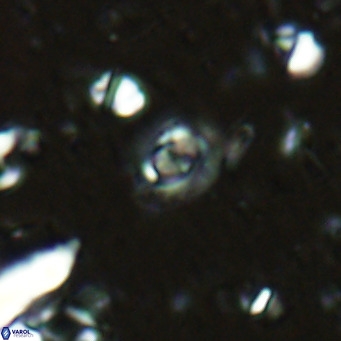 Clausicoccus obrutus VR 02696