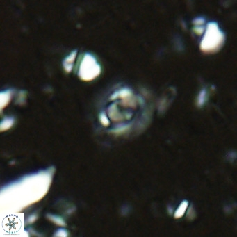 Clausicoccus obrutus VR 02696