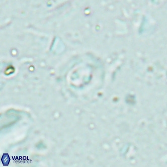 Clausicoccus obrutus VR 02699