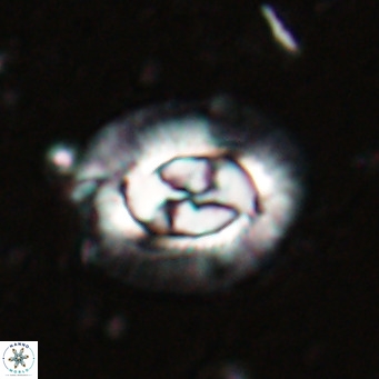 Clausicoccus norrisii VR 025355