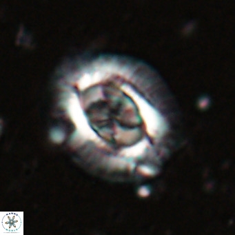 Clausicoccus norrisii VR 025356