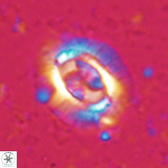 Clausicoccus norrisii VR 025357