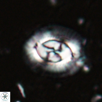 Clausicoccus norrisii VR 025358