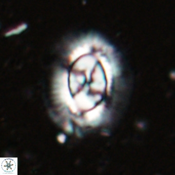 Clausicoccus norrisii VR 025350