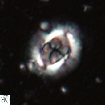 Clausicoccus norrisii VR 025352